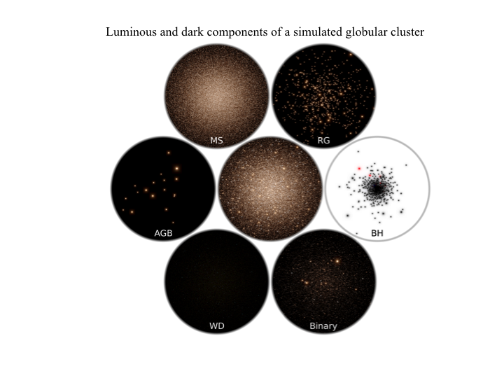 <p>Fig 2: Mock color image (BVI) of all stars of a simulated globular cluster (central image covering about 60 pc) after 12 billion years of evolution. The surrounding panels highlight the different stellar types (from top left): main sequence stars (MS), red giants (RG) dominating the light, invisible black holes (BH), binary stars (Binary), white dwarfs (WD) and asymptotic giant branch stars (AGB). The white dwarfs (about 80.000) are unresolved in this mock image and therefore invisible. The black holes (right-most panel) form a dense subsystem in the center (binaries in red). </p>