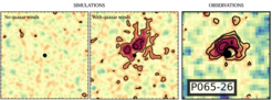 Das linke und mittlere Bild zeigen simulierte Lyman-alpha-Nebel um einen Quasar im frühen Universum, das rechte Bild ist ein Beispiel für einen beobachteten Nebel (aus Farina et al. 2019). Wenn Quasarwinde Gas aus der Wirtsgalaxie ausblasen (Mitte), dann bilden sich ausgedehnte Nebel durch reflektiertes Quasarlicht, die den beobachteten Nebeln ähneln. Wenn die Quasarwinde nicht funktionieren, dann verschwindet der Nebel (links) und andere Prozesse sind nötig, um die Beobachtungen zu erklären.