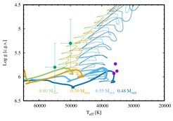 This diagram shows the evolution of four merger products with different masses, resulting from the merger of two white dwarfs. Interestingly, the mass of the star (measured by the gravitational force on its surface, y-axis) is directly correlated to its effective temperature. Thin lines indicate the fast evolution at the beginning, while thick lines show the slower evolution during the helium core burning stage and after. Purple and green circles (with error bars) indicate the locations of the observed peculiar hot, blue, light-but-dense stars, which can all be explained by the same model.