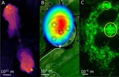 Anwendungsgebiete der in ErUM-IFT entwickelten informationsfeldtheoretischen Bildgebungsverfahen: A) Radioastronomie, B) Radiodetektion von Luftschauern, ausgelöst durch kosmische Strahlungsteilchen hoher Energie, und C) zellbiologische Mikroskopie. Obwohl die typischen Längen der involvierten Systeme (siehe Markierungen) sich um einen Faktor 10²⁷ unterscheiden, erlaubt die Informationsfeldtheorie deren Rekonstruktion mit der gleichen Methodik.