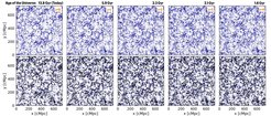 Schnitte durch die MilleniumTNG-Simulation mit der Verteilung der Galaxien (oben) und den zugehörigen Filamenten (unten) zu verschiedenen kosmischen Zeiten.