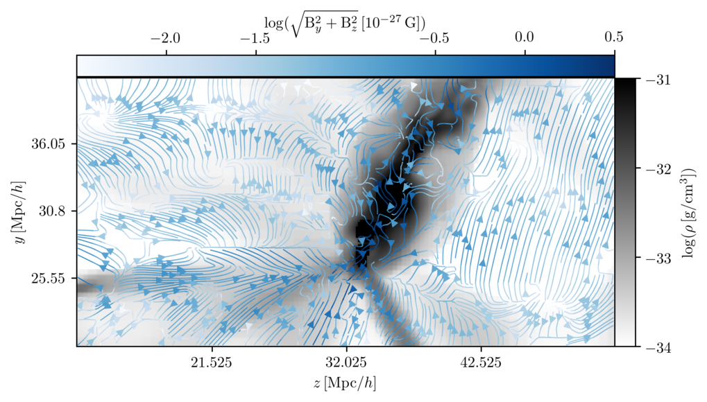 Illustration 3: Ein Schnitt durch den Perseus-Pisces Galaxienhaufen im heutigen Universum mit der Materieverteilung in Grau und den Harrison-Magnetfeldlinien in Blau.