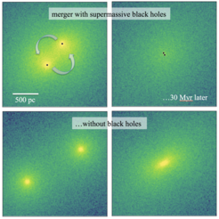 Fig. 1: These images show the stellar density distribution in the centres of merging elliptical galaxies. About 30 million years before the final coalescence of the galactic nuclei the supermassive black holes (black dots) are still surrounded by a concentration of stars (upper left panel). When the black holes form a tight binary most of these stars have been ejected, leaving behind a low-density core (upper right panel). A core does not form if the galaxies do not have supermassive black holes (bottom panels).